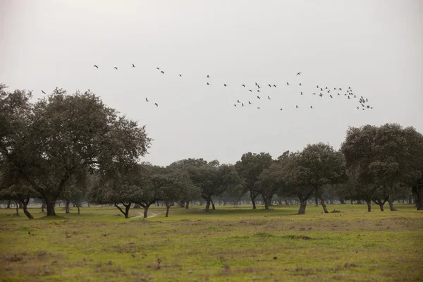 Feld mit fliegenden Kranichen — Stockfoto