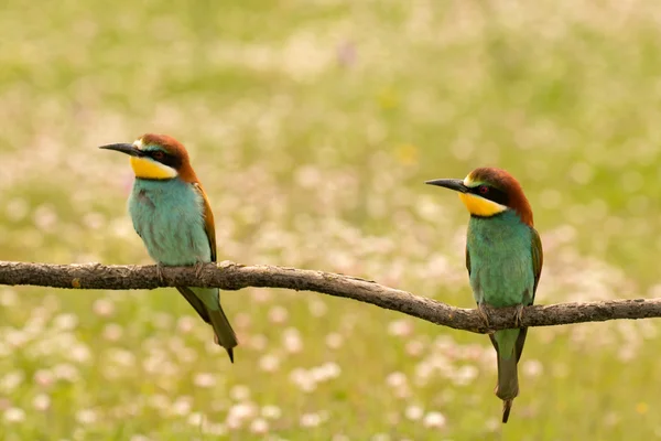 Bee-eaters dalı çifti — Stok fotoğraf