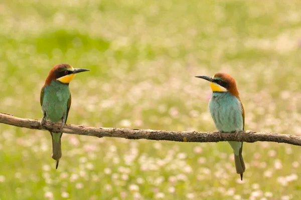 Bienenfresserpaar am Ast — Stockfoto