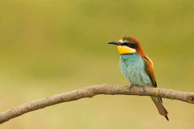 kuş renk tüyleri ile