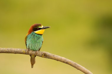 kuş renk tüyleri ile