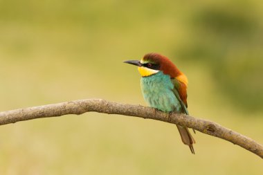 kuş renk tüyleri ile