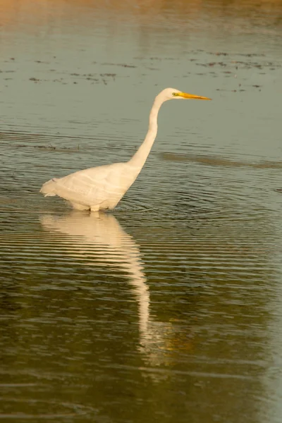 White heron in pond — Stock Photo, Image
