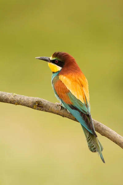 Vogel mit farbigem Gefieder — Stockfoto