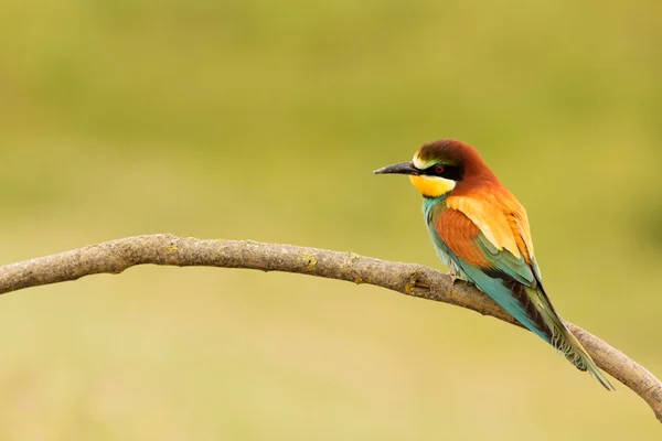 Pássaro com plumagem de cor — Fotografia de Stock