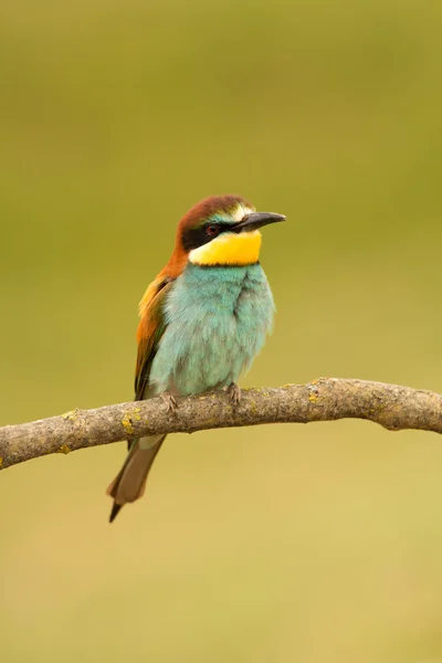 Vogel met kleur verenkleed — Stockfoto