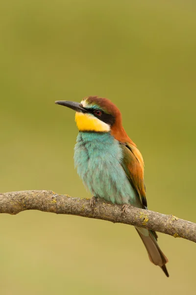 Vogel met kleur verenkleed — Stockfoto