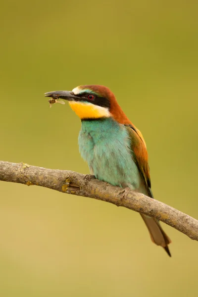 Pássaro com plumagem de cor — Fotografia de Stock