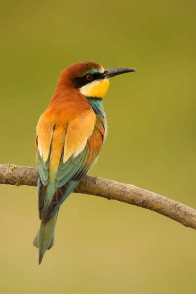 Vogel met kleur verenkleed — Stockfoto