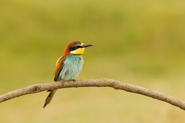 Uccello con piumaggio a colori — Foto Stock