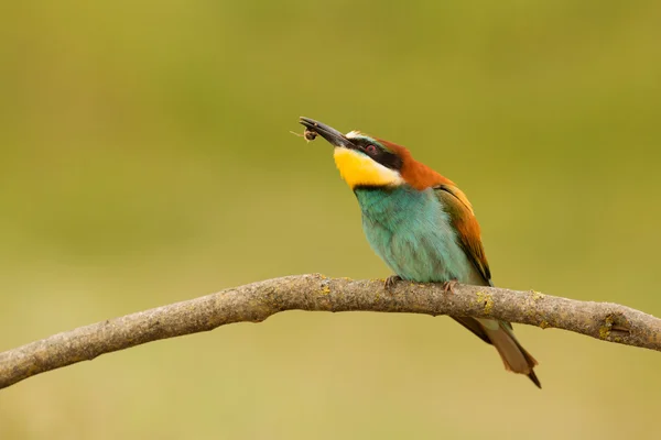 Pasăre cu penaj color — Fotografie, imagine de stoc