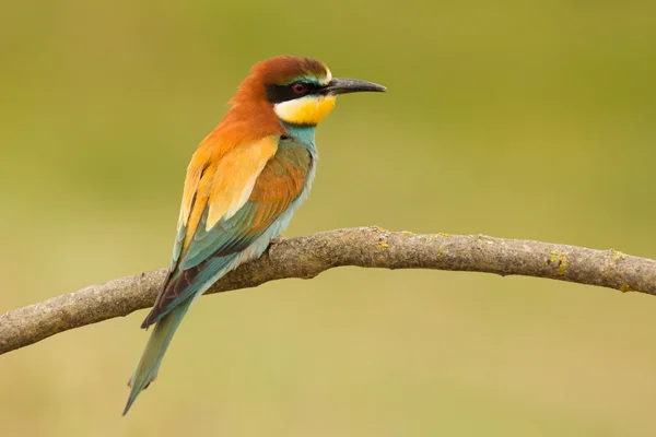 Pássaro com plumagem de cor — Fotografia de Stock