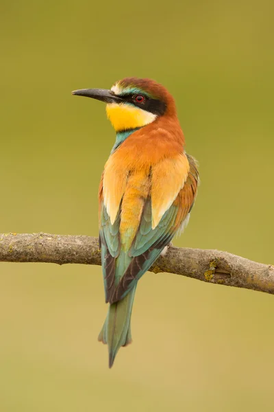 Bird with color plumage — Stock Photo, Image