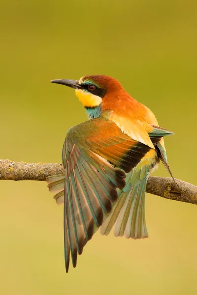 Vogel met kleur verenkleed — Stockfoto