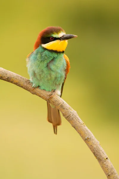 Fågel med färg fjäderdräkt — Stockfoto