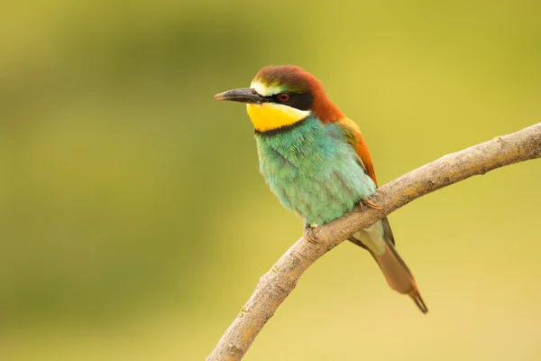 Pássaro com plumagem de cor — Fotografia de Stock