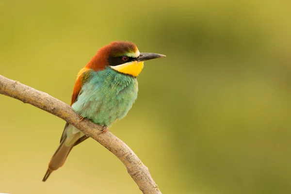 Vogel mit farbigem Gefieder — Stockfoto