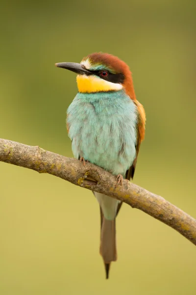 Vogel mit farbigem Gefieder — Stockfoto