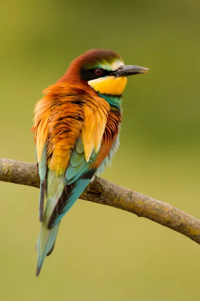 Fågel med färg fjäderdräkt — Stockfoto