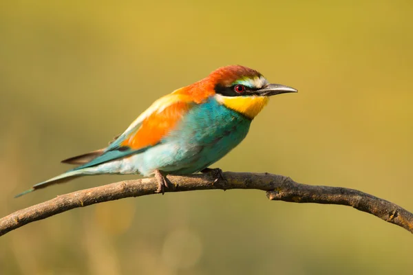 Vogel mit farbigem Gefieder — Stockfoto