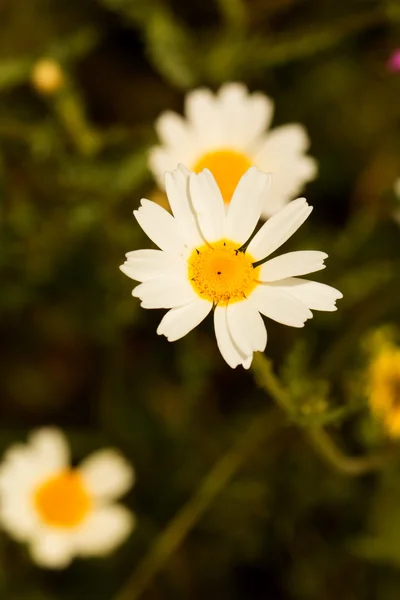 Wild daisies in field — Stock Photo, Image