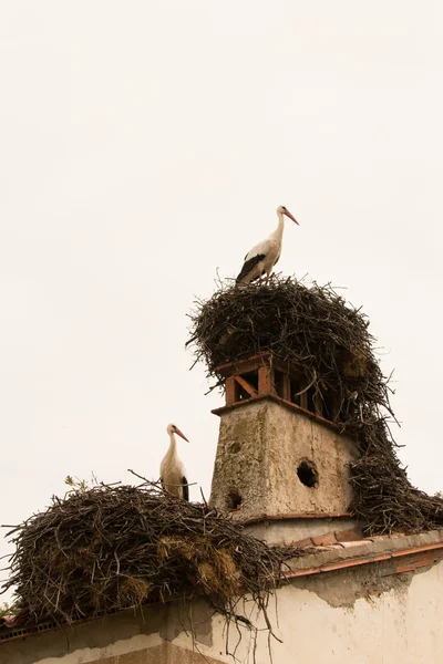 Couple of storks in nests — Stock Photo, Image