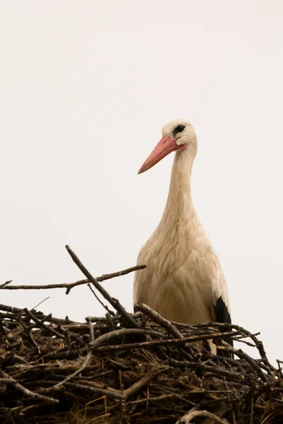 Cigüeña sentada en el nido —  Fotos de Stock