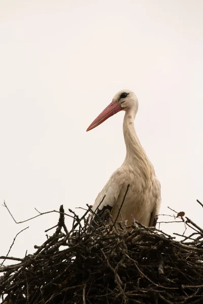 Stork sittplatser i boet — Stockfoto