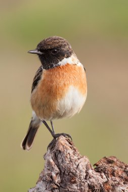 Yabani kuş dala tünemiş