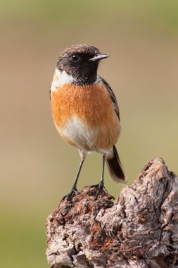Yabani kuş dala tünemiş