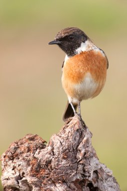 Yabani kuş dala tünemiş