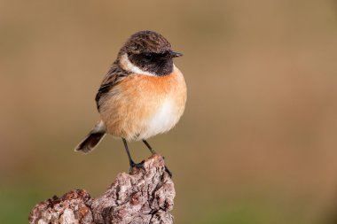 Yabani kuş dala tünemiş