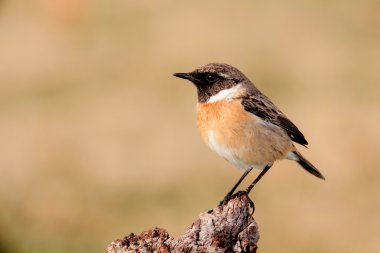 Yabani kuş dala tünemiş