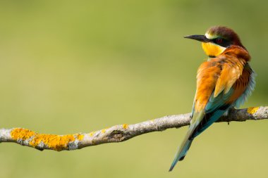 kuş renk tüyleri ile