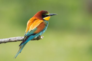 kuş renk tüyleri ile