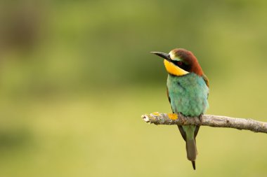 kuş renk tüyleri ile