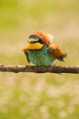 kuş renk tüyleri ile