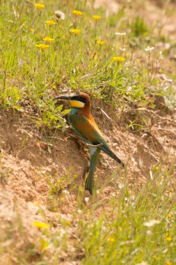 kuş renk tüyleri ile