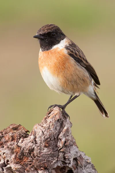 Oiseau sauvage perché sur la branche — Photo