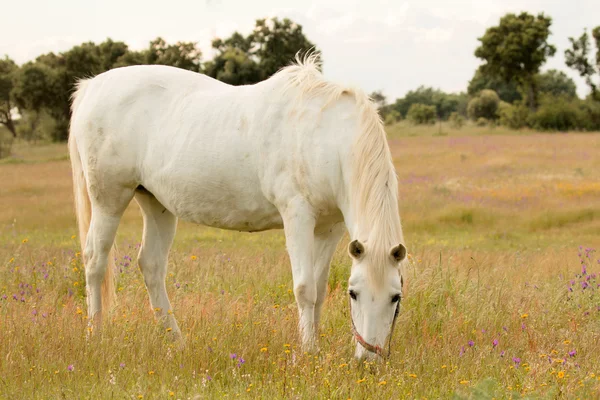 Caballo blanco pastando en el campo — Foto de Stock