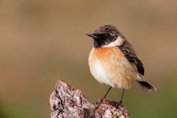 Wilde vogels zat op tak — Stockfoto