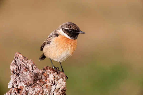 Yabani kuş dala tünemiş — Stok fotoğraf