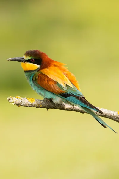 Pássaro com plumagem de cor — Fotografia de Stock