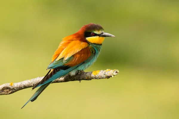 Ptak z koloru upierzenia — Zdjęcie stockowe