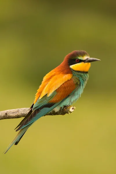 Oiseau avec plumage couleur — Photo