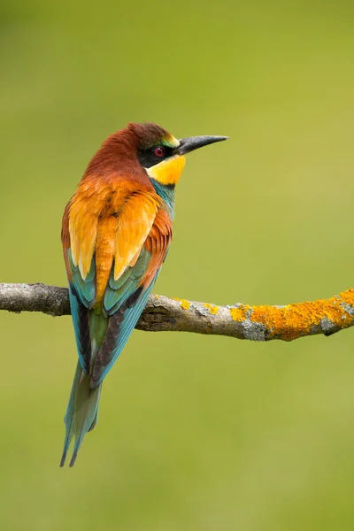 Fågel med färg fjäderdräkt — Stockfoto