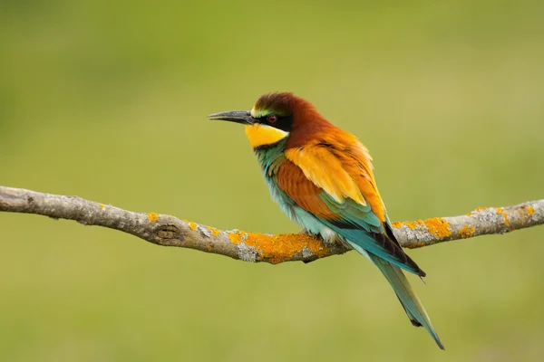 Vogel mit farbigem Gefieder — Stockfoto