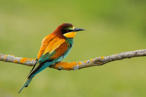 Птица с цветным оперением — стоковое фото