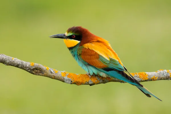 Vogel met kleur verenkleed — Stockfoto