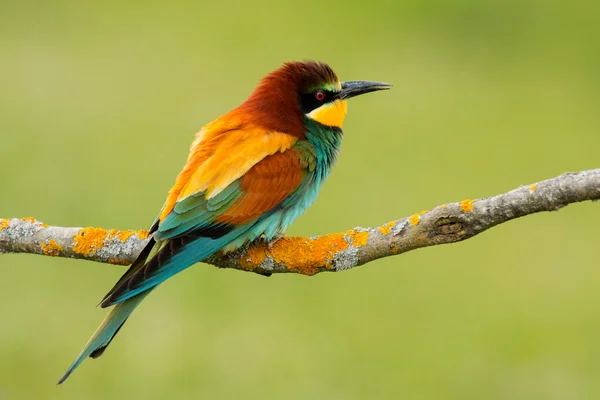 Птах з кольоровим оперенням — стокове фото
